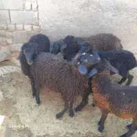 ۶راس بره ماده سیاسام دشتی جفتی ۵۵ کیلو