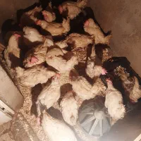 مرغ تخم گذار|حیوانات مزرعه|مشهد, رباط طرق|دیوار