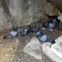 سبزتهرانی به شرت بازیی وگشت باب جوجه گیری