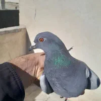 کبوتر  غریب پلاکی  رنگی