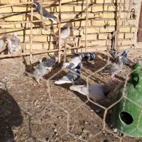 کبوتر|پرنده|تاکستان, |دیوار