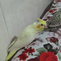 پرنده عروس هلندی|پرنده|پیشوا, |دیوار