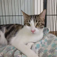 واگذاری گربه شیطون