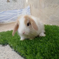 توله خرگوش لوپ و لوپ جرسی