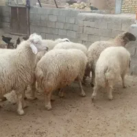 بره