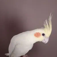 جوجه عروس هلندی|پرنده|فردیس, فرامرزیه|دیوار