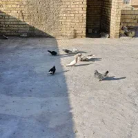 کبوتر|پرنده|شیراز, شهرک مهرگان|دیوار