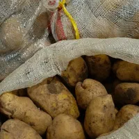 سیب زمینی 20هزار