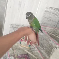 گرینچیک فول دستی|پرنده|بندرعباس, |دیوار