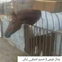سیلمی اصیل عرب خالص ایرانی جهت کشش