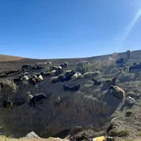 یک راس بره نر حدودا ۴۸ کیلو درجه یک