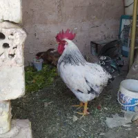 خروس|حیوانات مزرعه|اصفهان, گلستان|دیوار