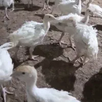 جوجه بوقلمون یک روز بیوتی فوق سنگین