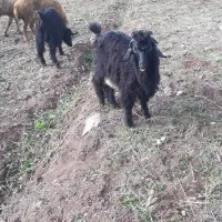 بز بره گوسفند