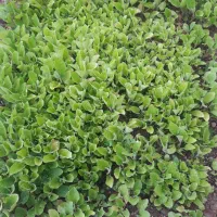 پیته بادمجان