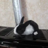 خرگوش ۱ماهه|موش و خرگوش|تبریز, |دیوار