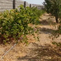 شریک سرمایه گذار مرغ تخمگذار