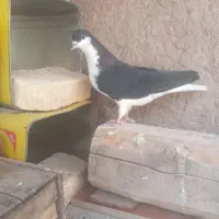 کبوتر خوب