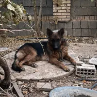 سگ ژرمن شولاین ماده