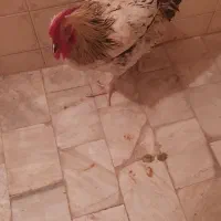 خروس جوان ، خوش هیکل|حیوانات مزرعه|تهران, جیحون|دیوار