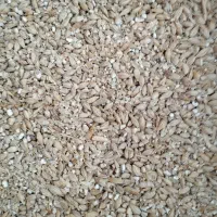 خوراک دام...جونیمه بلغور35 هزار تومن