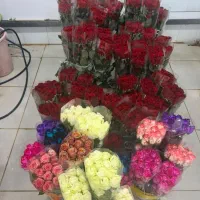 گل رز طبیعی