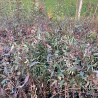 نهال اکالیپتوس|خدمات باغبانی و درختکاری|گرگان, |دیوار