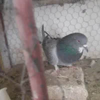 کفتر دمگیر|پرنده|اصفهان, سرچشمه|دیوار