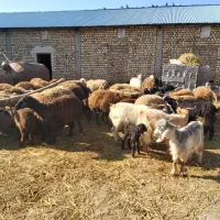 اجاره یک واحد دامداری