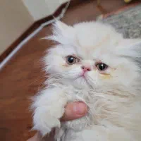 فروش گربه پرشین