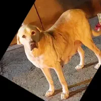 واگذاری ماده پژدر