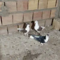 سه عدد نرآس