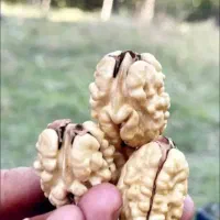 گردو با کیفیت تویسرکان پوست کاغذی|خوردنی و آشامیدنی|محمدشهر, کوی بهار|دیوار