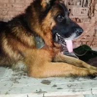 ژرمن بلک فیس نر