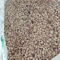 لوبیا چیتی تازه برداشت  امسال|خوردنی و آشامیدنی|خانمیرزا, |دیوار