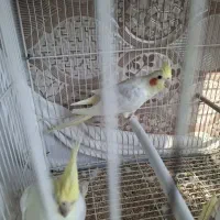 عروس هلندی لوتینو