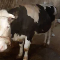 گوساله سیمینتال ماده نژاد اصیل