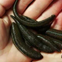 فروش زالو طبی و آرایشی