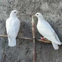 کبوتر آلمانی پلاکی