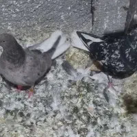 جفت هفترنگ دمسفید|پرنده|گلبهار, شهر جدید گلبهار|دیوار