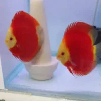 دیسکس کلکسیونی ارتش سرخ