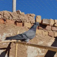 کفتر کبوتر|پرنده|آبگرم, |دیوار