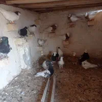 کبوتررنگی|پرنده|اسفرورین, |دیوار