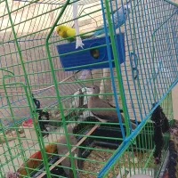 همشون فروخته میشود با شاتو ها