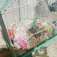 4عددجوجه رنگی2ماهه،سالم