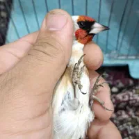 پرنده فروشی پویا در مهاباد|پرنده|مهاباد (آذربایجان غربی), |دیوار