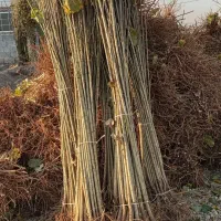 نهالستان بزرگ سهند پخش تمامی ارقام