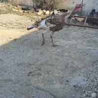 بوقلمون نر و ماده
