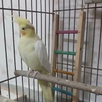 عروس هلندی نر و ماده سرحال و بازیگوش|پرنده|اصفهان, شهرک کاوه|دیوار