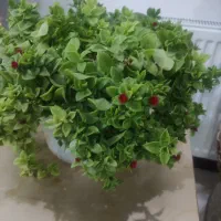 با سه تومن چه سرمایه گذاری بکنم